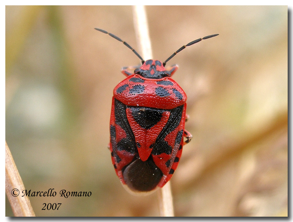 Eurydema oleracea e E. ornata su Tanacetum siculum